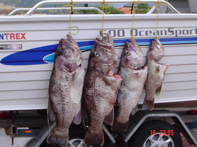 few years old now but not a bad night fish off bunbury few years old now but not a bad night fish off bunbury